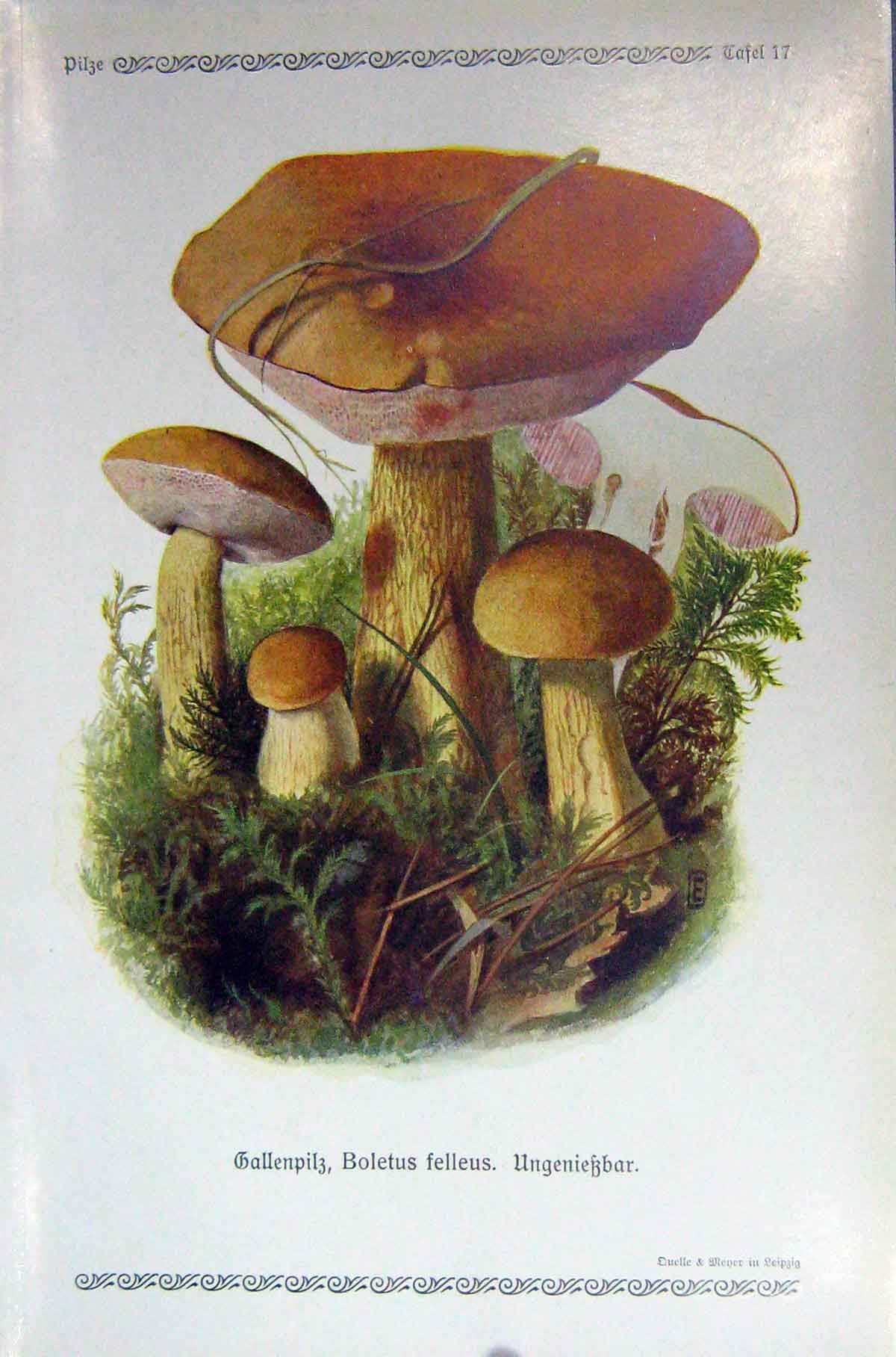 Original Old Antique Print German Fungi Mushrooms Boletus Felleus Colour
