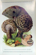 Original Old Antique Print German Fungi Mushrooms Strobilomyces Strobilaceus