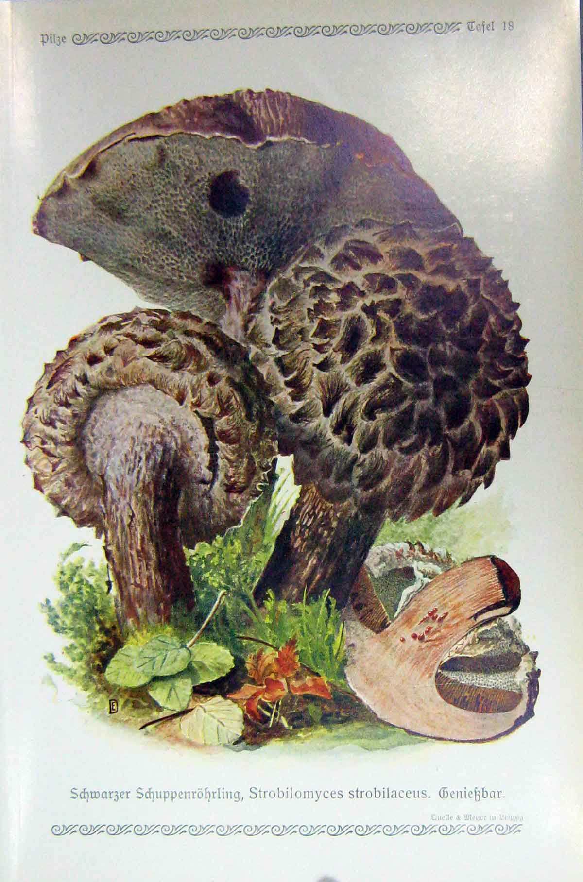 Original Old Antique Print German Fungi Mushrooms Strobilomyces Strobilaceus
