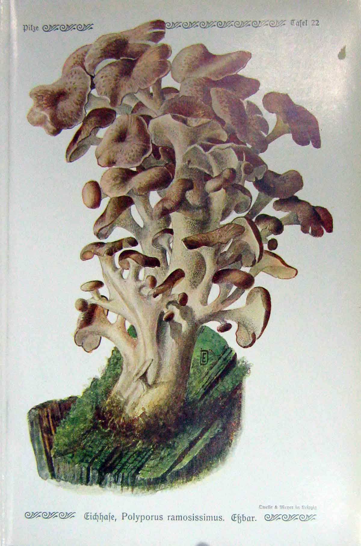 Original Old Antique Print German Fungi Mushrooms Ployporus Ramosissimus