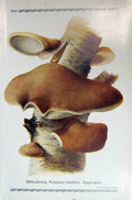 Original Old Antique Print German Fungi Mushrooms Polyporus Betulinus Colour