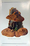 Original Old Antique Print German Fungi Mushrooms Polyporus Applanatus Colour