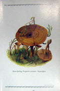 Original Old Antique Print German Fungi Mushrooms Polyporus Perennis Colour