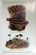 Original Old Antique Print German Fungi Mushrooms Polyporus Versicolor Hydnum