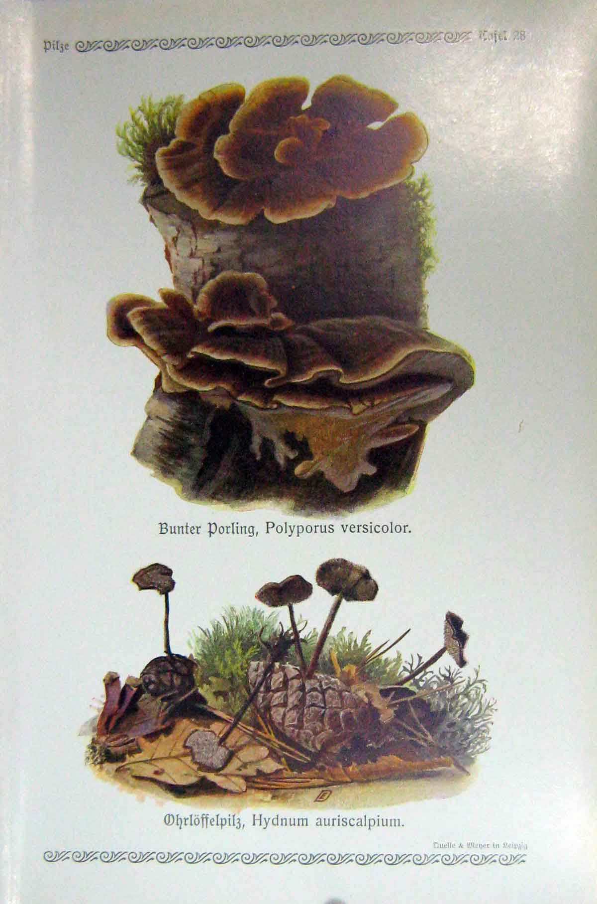 Original Old Antique Print German Fungi Mushrooms Polyporus Versicolor Hydnum