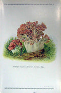 Original Old Antique Print German Fungi Mushrooms Clavaria Botrytis Colour
