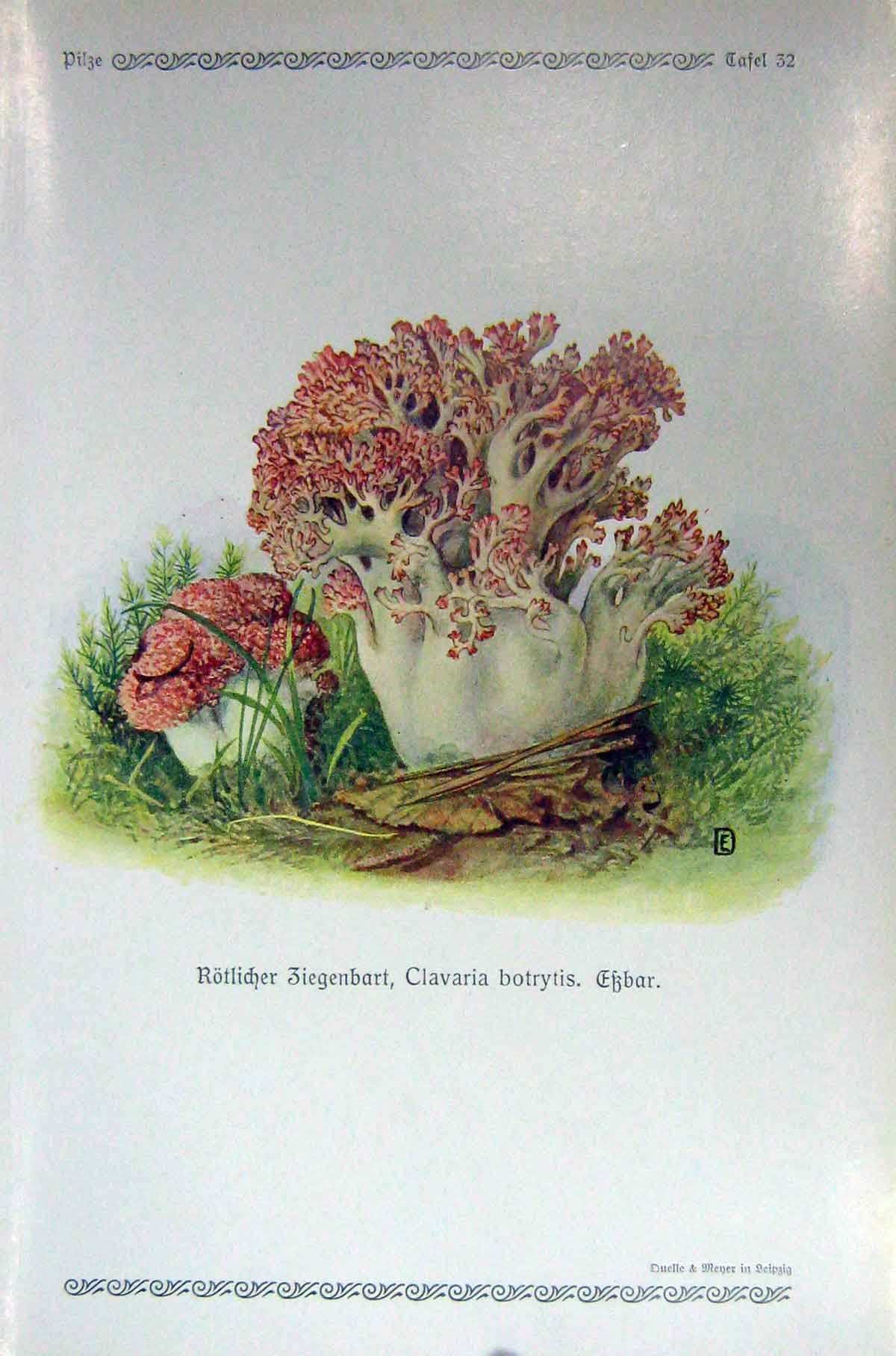 Original Old Antique Print German Fungi Mushrooms Clavaria Botrytis Colour