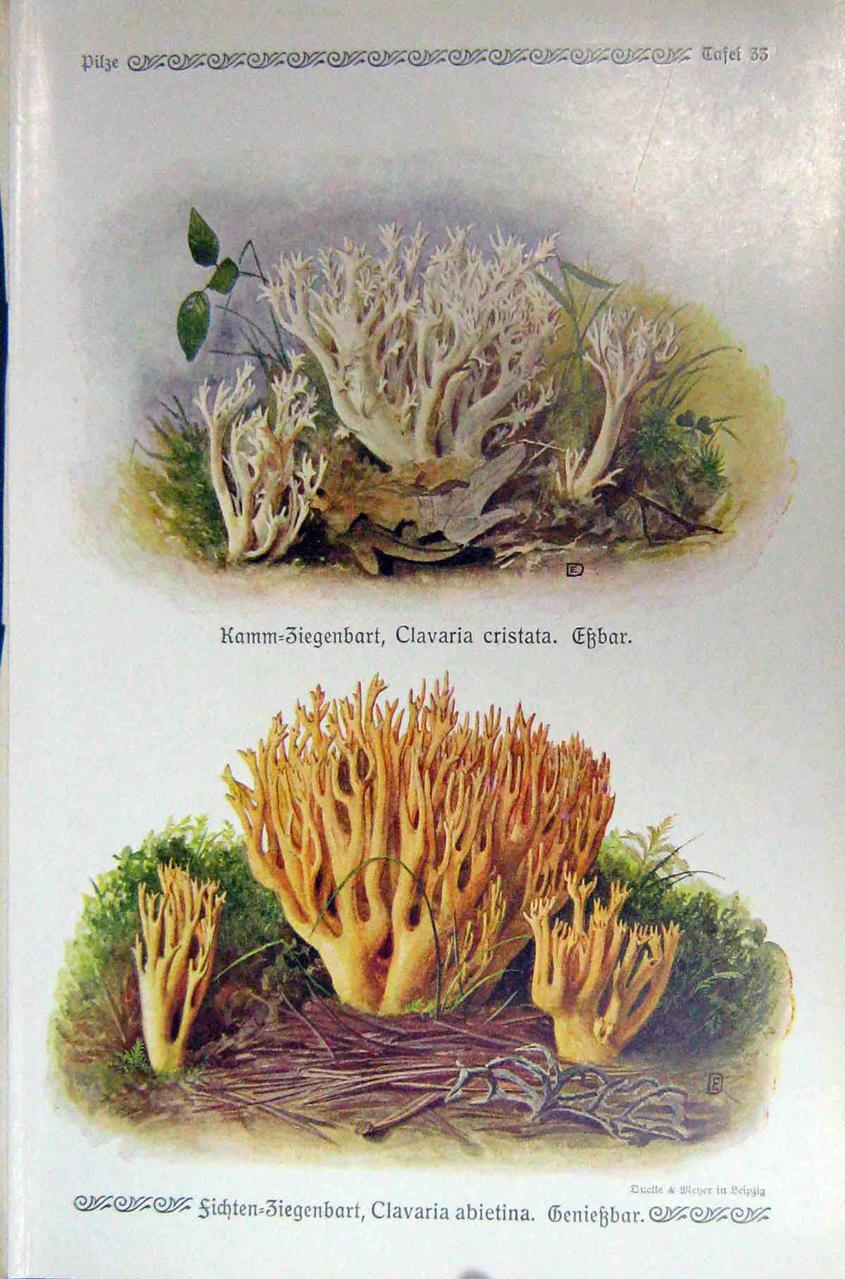 Original Old Antique Print German Fungi Mushrooms Clavaria Cristata Abietina