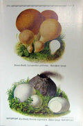 Old Antique Print German Fungi Mushrooms Lycoperdon Piriforme Nigrescens