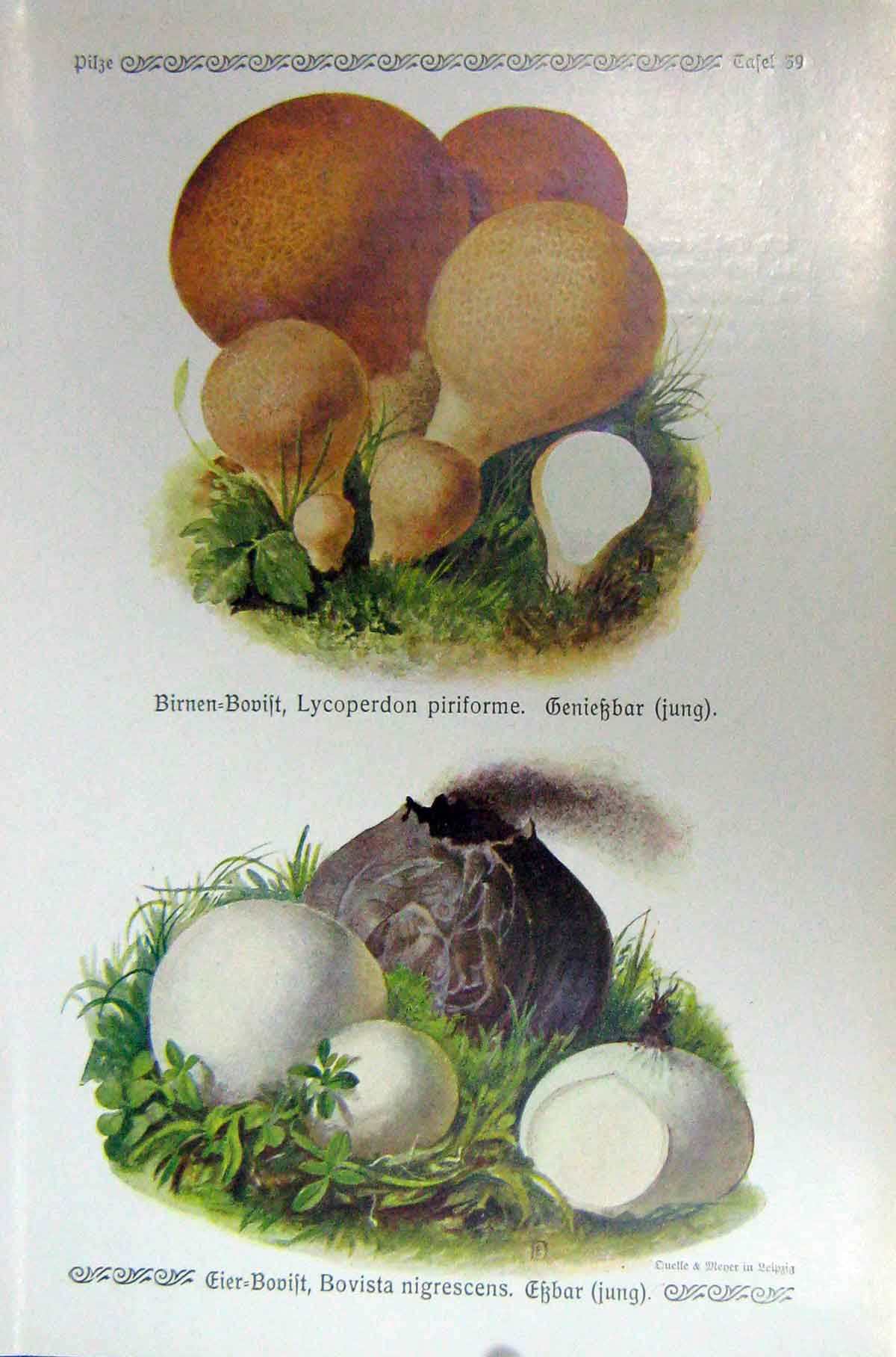 Old Antique Print German Fungi Mushrooms Lycoperdon Piriforme Nigrescens