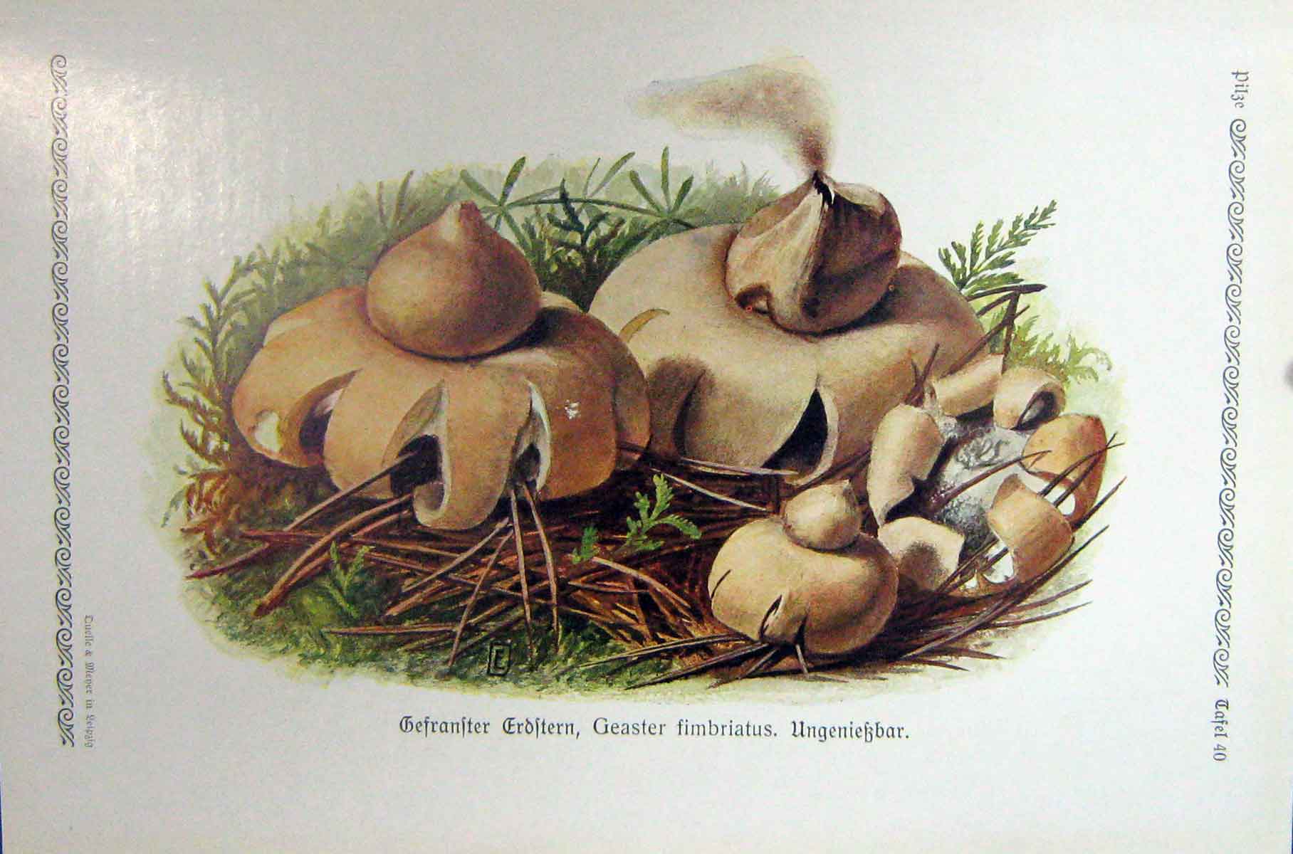 Original Old Antique Print German Fungi Mushrooms Geaster Fimbriatus Colour