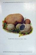 Original Old Antique Print German Fungi Mushrooms Scleroderma Vulgare Colour