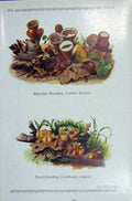 Original Old Antique Print German Fungi Mushrooms Cyathus Striatus Crucibulum