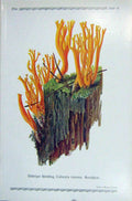 Original Old Antique Print German Fungi Mushrooms Calocera Viscosa Colour