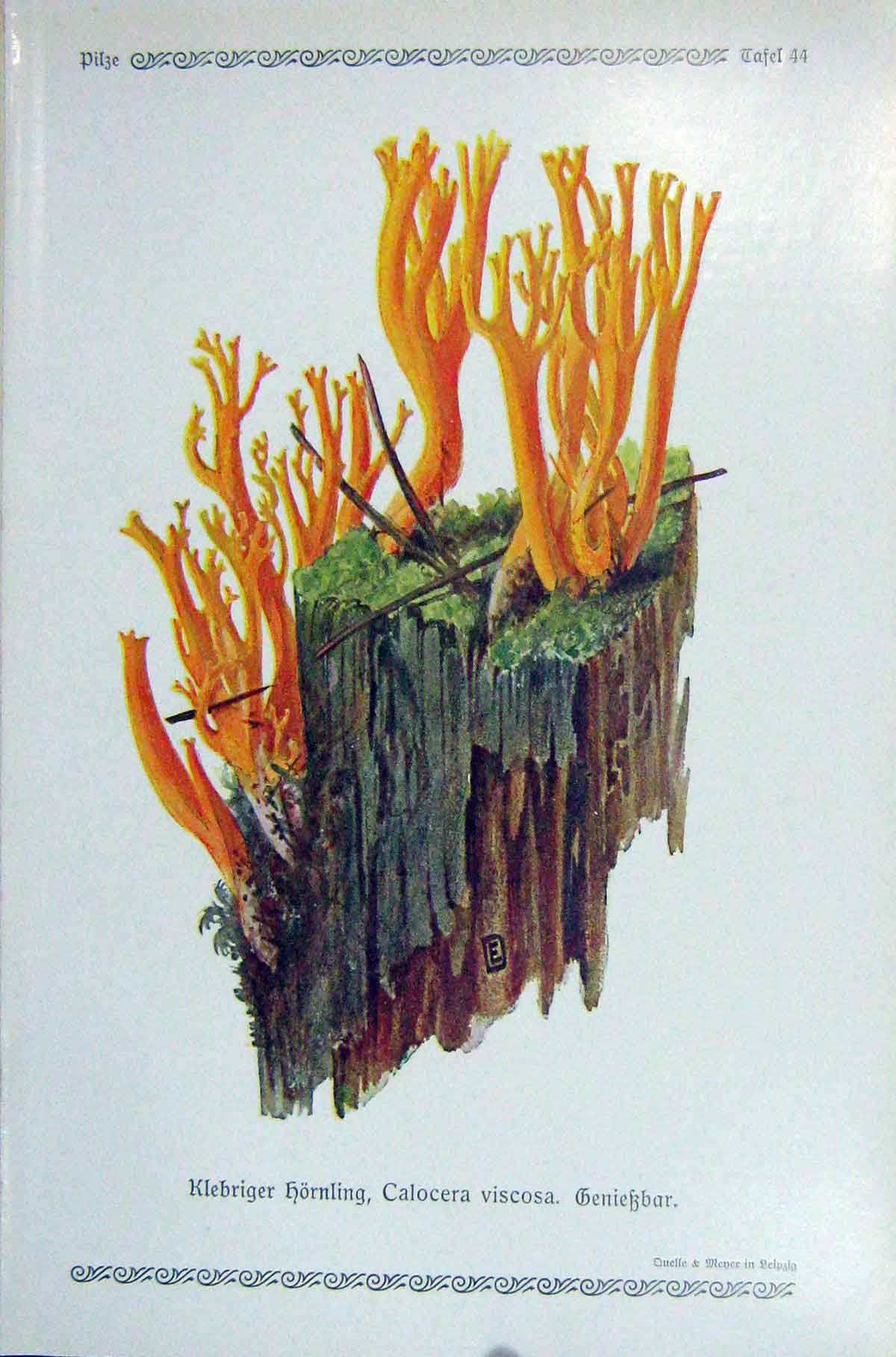 Original Old Antique Print German Fungi Mushrooms Calocera Viscosa Colour