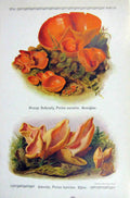 Old Antique Print German Fungi Mushrooms Peziza Aurantia Leporina Colour