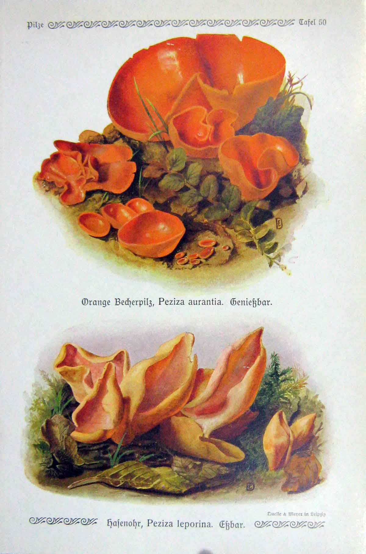Old Antique Print German Fungi Mushrooms Peziza Aurantia Leporina Colour