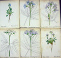 OldAlpine Plants Arabis Caerulea Dentaria Enneaphyllos Digitata Pi