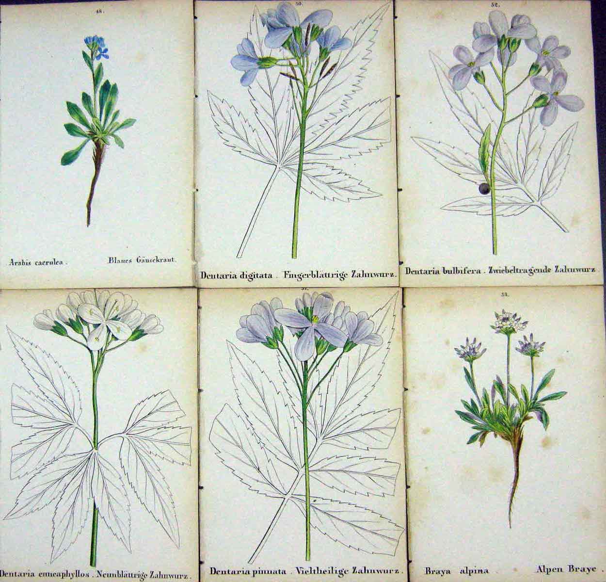 OldAlpine Plants Arabis Caerulea Dentaria Enneaphyllos Digitata Pi