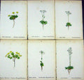 OldAlpine Plants Draba Zahlbruckneri Sauteri Tomentosa Stellata Fr