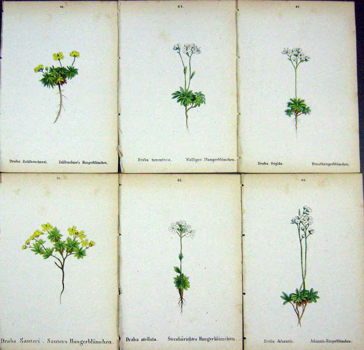 OldAlpine Plants Draba Zahlbruckneri Sauteri Tomentosa Stellata Fr