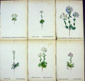 OldAlpine Plants Draba Wahlenbergu Incana Ciliata Thlaspi Alpinum