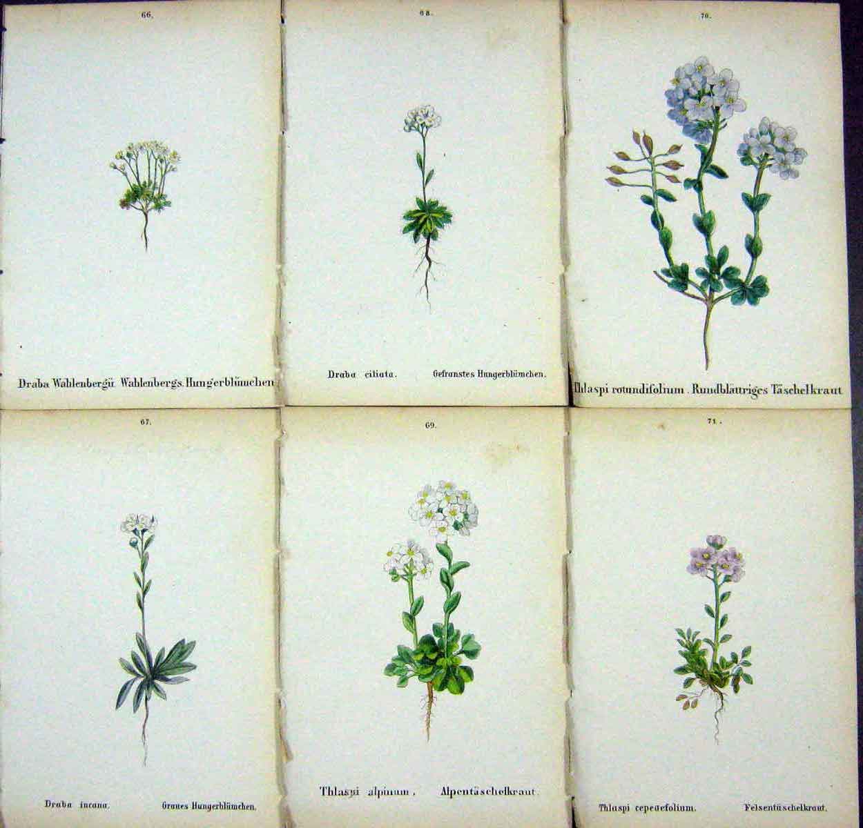 OldAlpine Plants Draba Wahlenbergu Incana Ciliata Thlaspi Alpinum