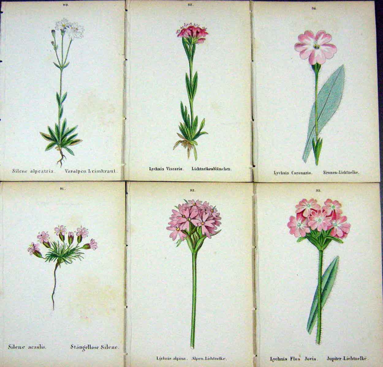 OldAlpine Plants Silene Alpestris Acaulis Lychnis Viscaria Alpina