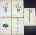 OldAlpine Plants Linum Alpinum Tennifolium Cerastium Alpinum Cherl