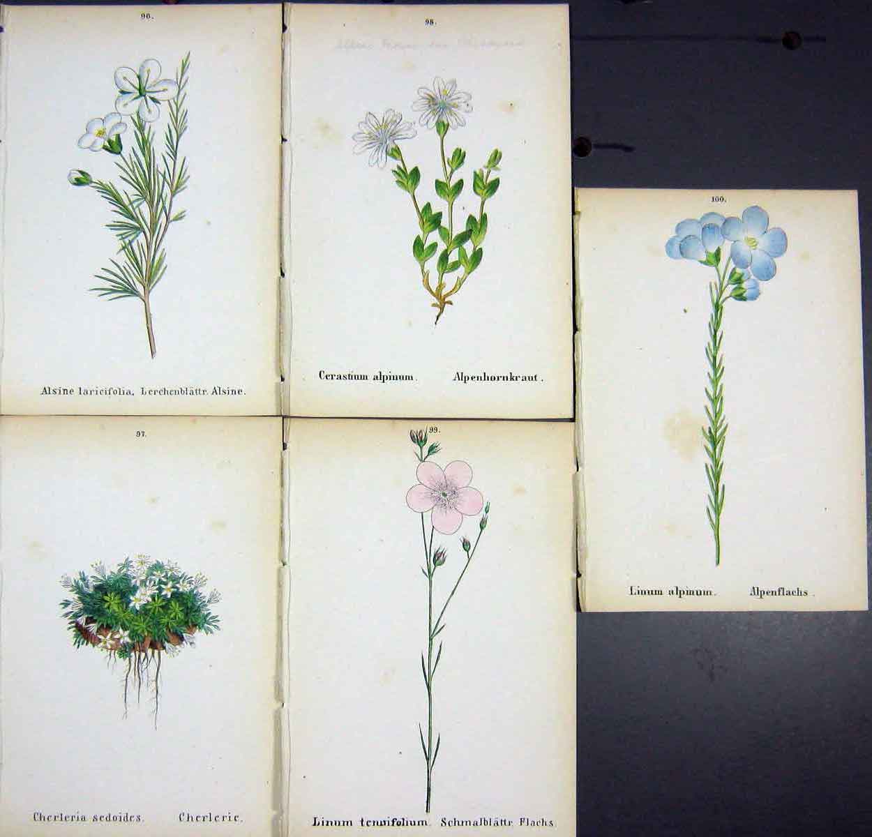 OldAlpine Plants Linum Alpinum Tennifolium Cerastium Alpinum Cherl