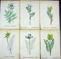 OldAlpine Plants Phaca Frigida Alpina Anstralis Oxytropis Foetida