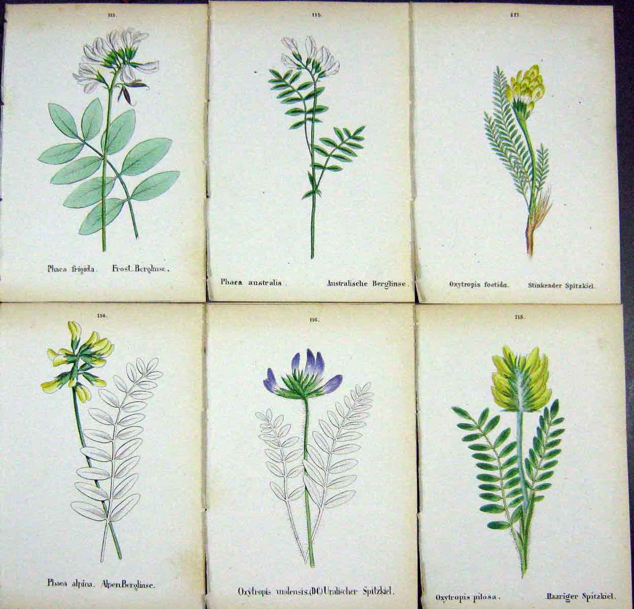 OldAlpine Plants Phaca Frigida Alpina Anstralis Oxytropis Foetida