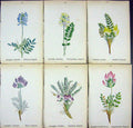 OldAlpine Plants Astragalus Oroboides Vesicarius Deprefsus Aristat
