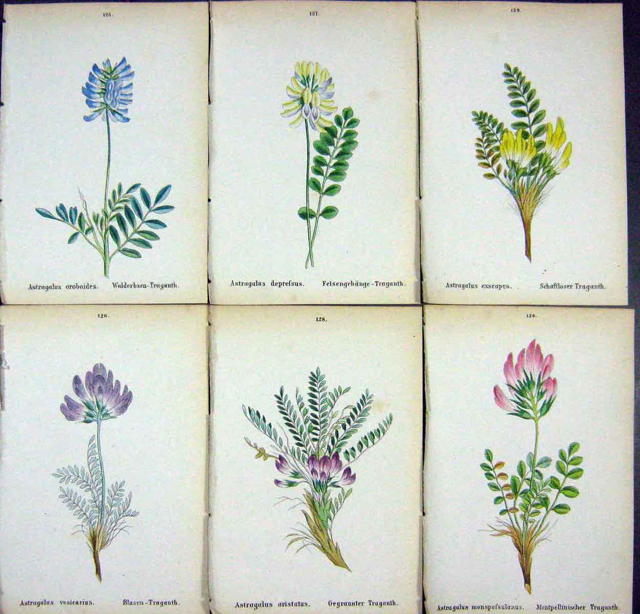OldAlpine Plants Astragalus Oroboides Vesicarius Deprefsus Aristat