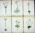 OldAlpine Plants Saxifraga Aizoon Elatior Crustata Burseriana Vand