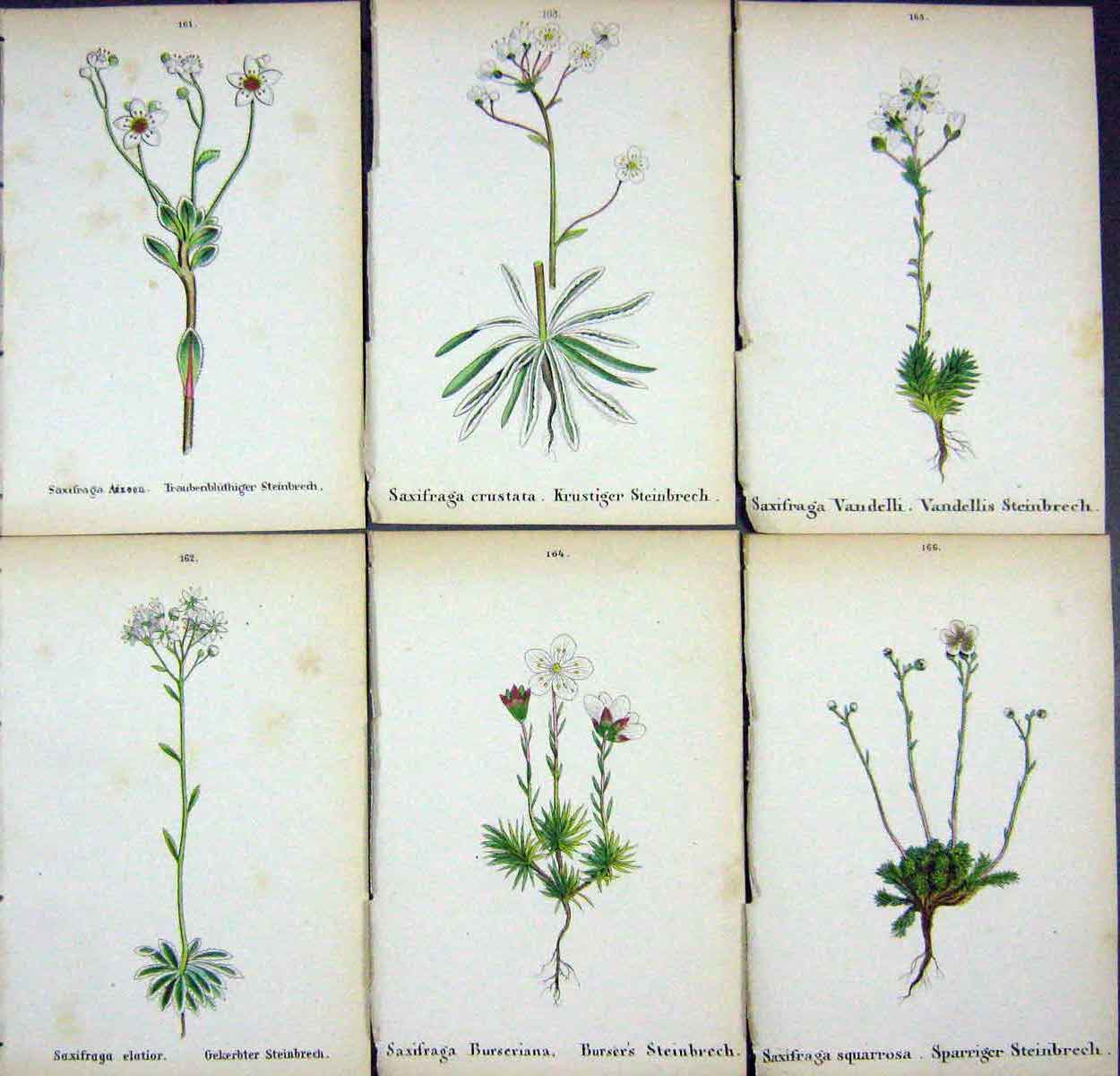 OldAlpine Plants Saxifraga Aizoon Elatior Crustata Burseriana Vand