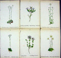 OldAlpine Plants Saxifraga Caesia Patens Oppositifolia Biflora Asp