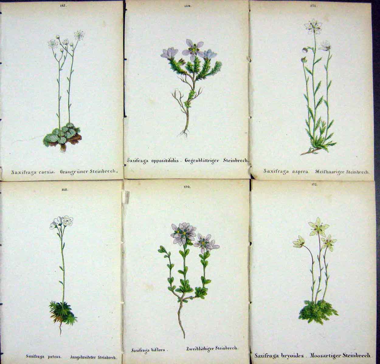OldAlpine Plants Saxifraga Caesia Patens Oppositifolia Biflora Asp