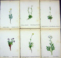 OldAlpine Plants Saxifraga Sedoides Fachinii Planifolia Seguieri A
