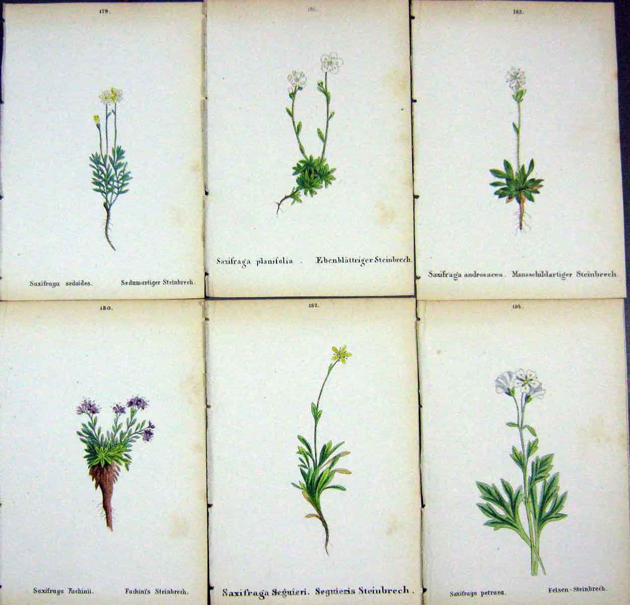 OldAlpine Plants Saxifraga Sedoides Fachinii Planifolia Seguieri A