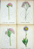 OldAlpine Plants Adenostyles Hybrida Leueophylla Cacalia Alpina As