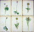 OldAlpine Plants Homogyne Sylvestris Alpina Discolor Erigeron Alpi