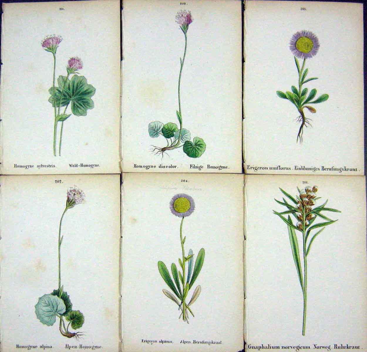 OldAlpine Plants Homogyne Sylvestris Alpina Discolor Erigeron Alpi