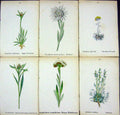 OldAlpine Plants Gnaphalium Hoppeanum Supirnum Leontopodium Carpat