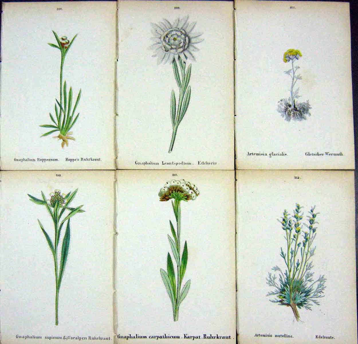 OldAlpine Plants Gnaphalium Hoppeanum Supirnum Leontopodium Carpat