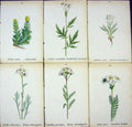 OldAlpine Plants Artemisia Spicata Achillea Clavennae Macrophylla