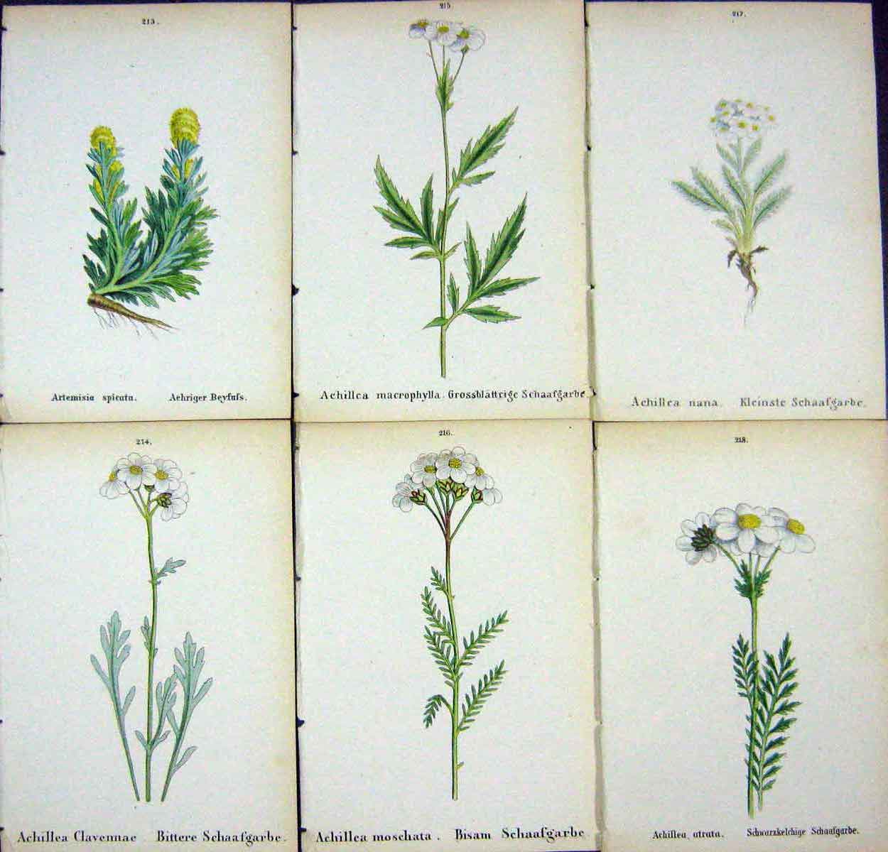 OldAlpine Plants Artemisia Spicata Achillea Clavennae Macrophylla