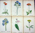 OldAlpine Plants Leontodon Croceum Mudgedium Alpinum Plumieri Crep