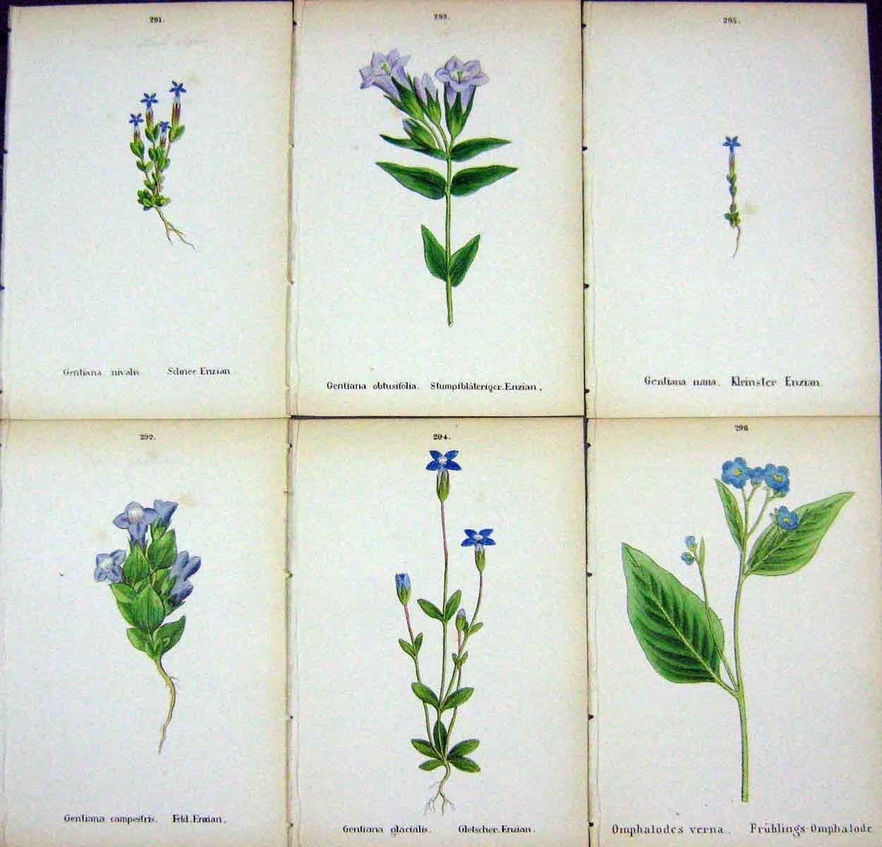 OldAlpine Plants Getiana Nivalis Campestris Obtusifolia Glacialis