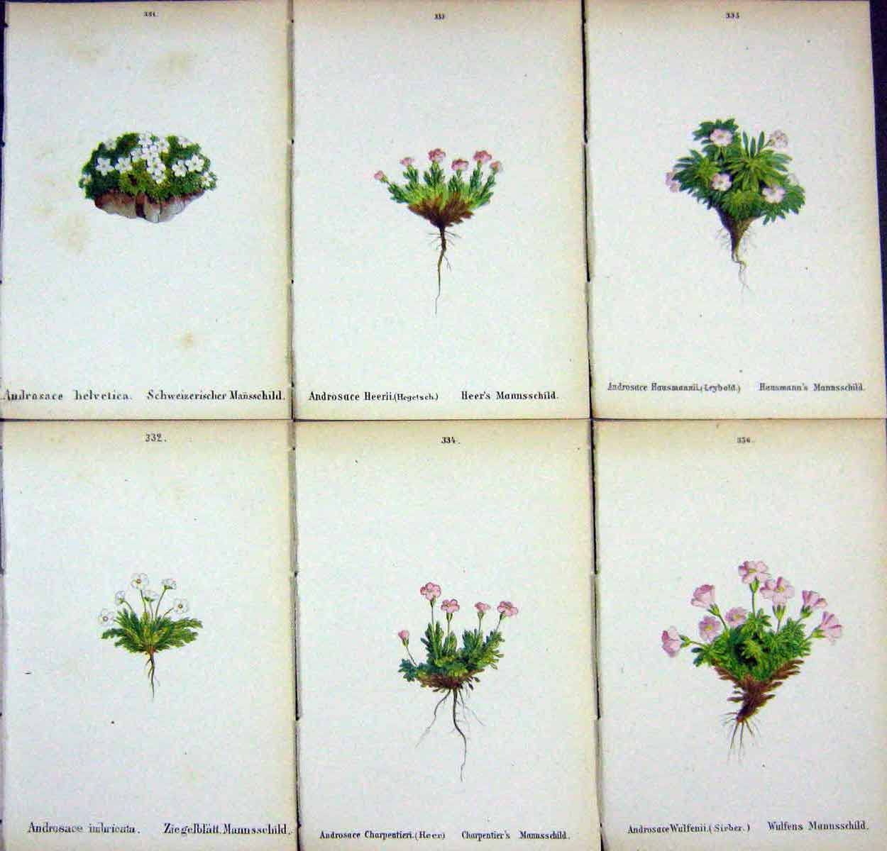 OldAlpine Plants Androsace Helvetica Imbricata Herrii Charpentieri